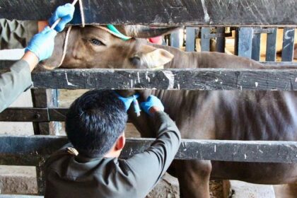 pemeriksaan sapi kurban parepare idul adha