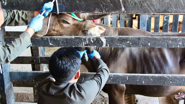 pemeriksaan sapi kurban parepare idul adha